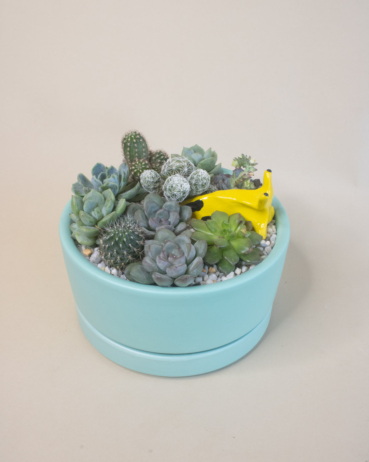 Slugging Through It | Potted Plant Gift