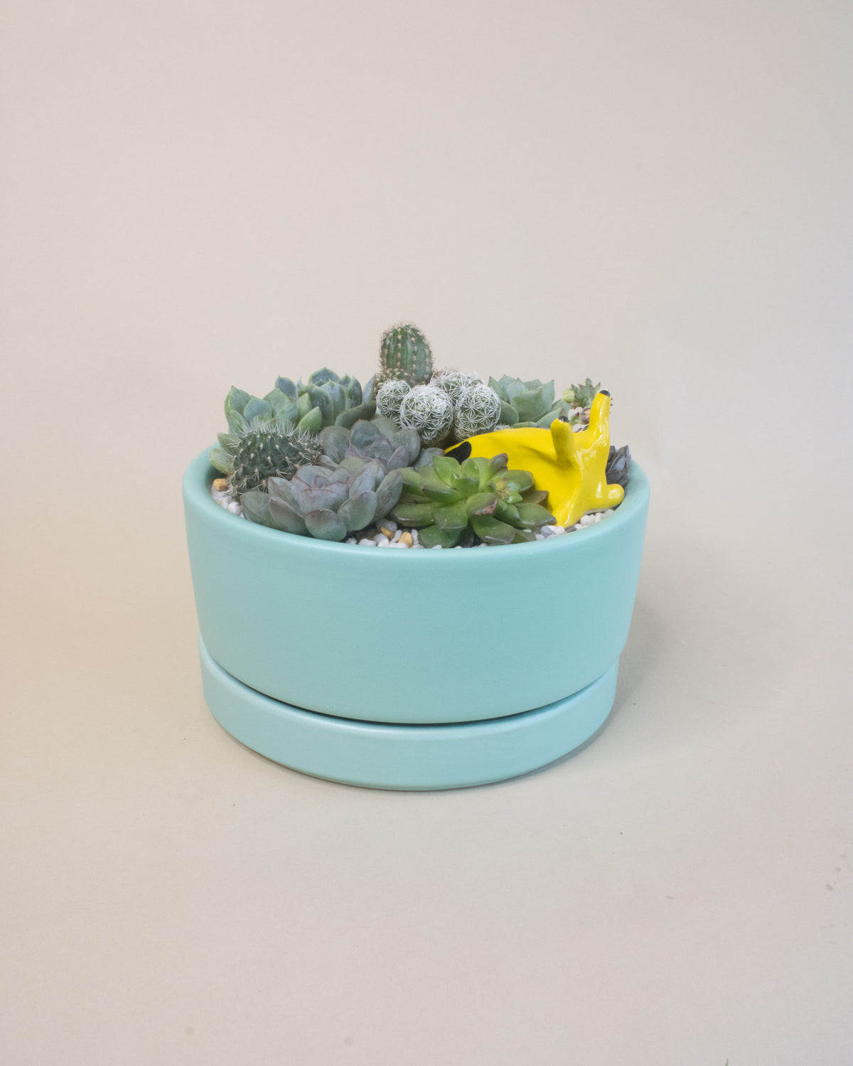 Slugging Through It | Potted Plant Gift