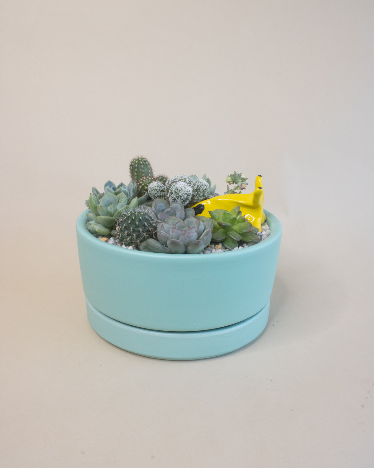 Slugging Through It | Potted Plant Gift