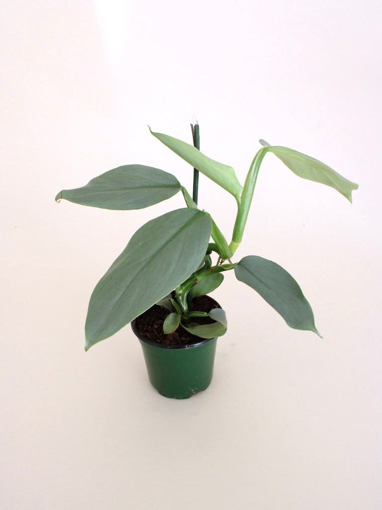 Philodendron Silver Sword