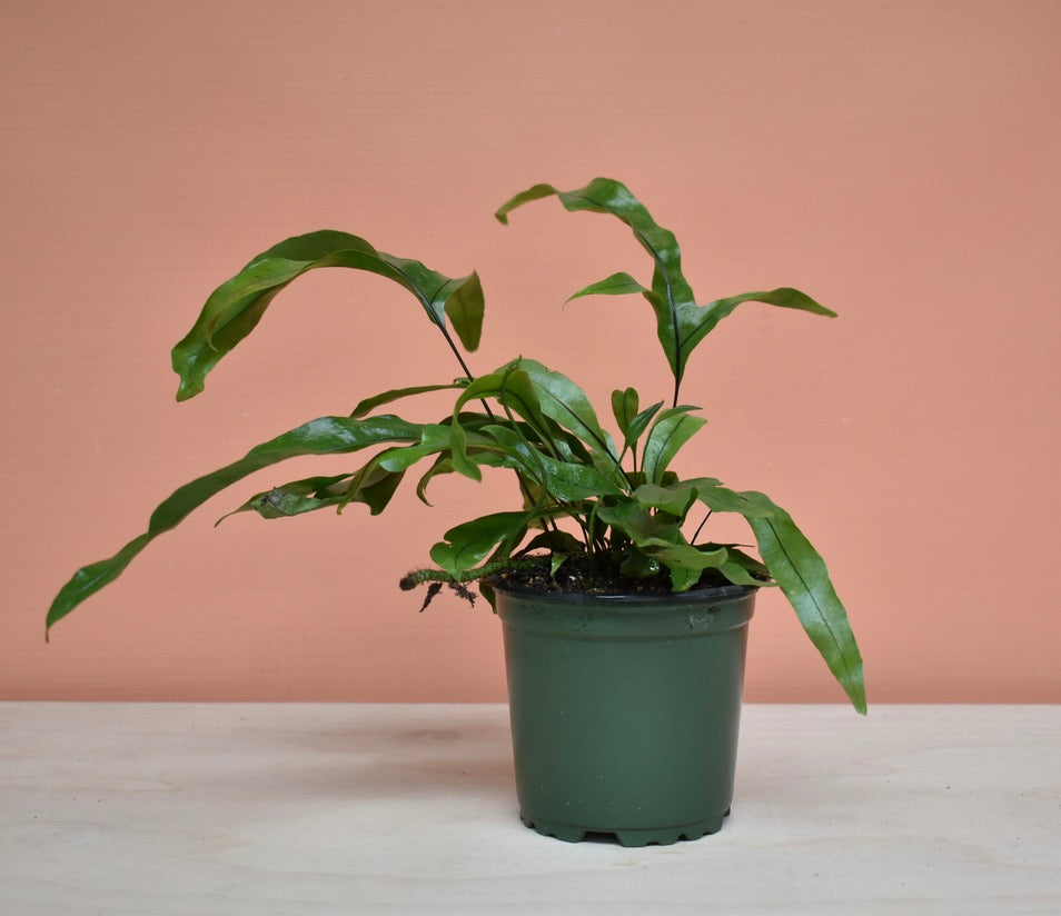 Kangaroo Paw Fern