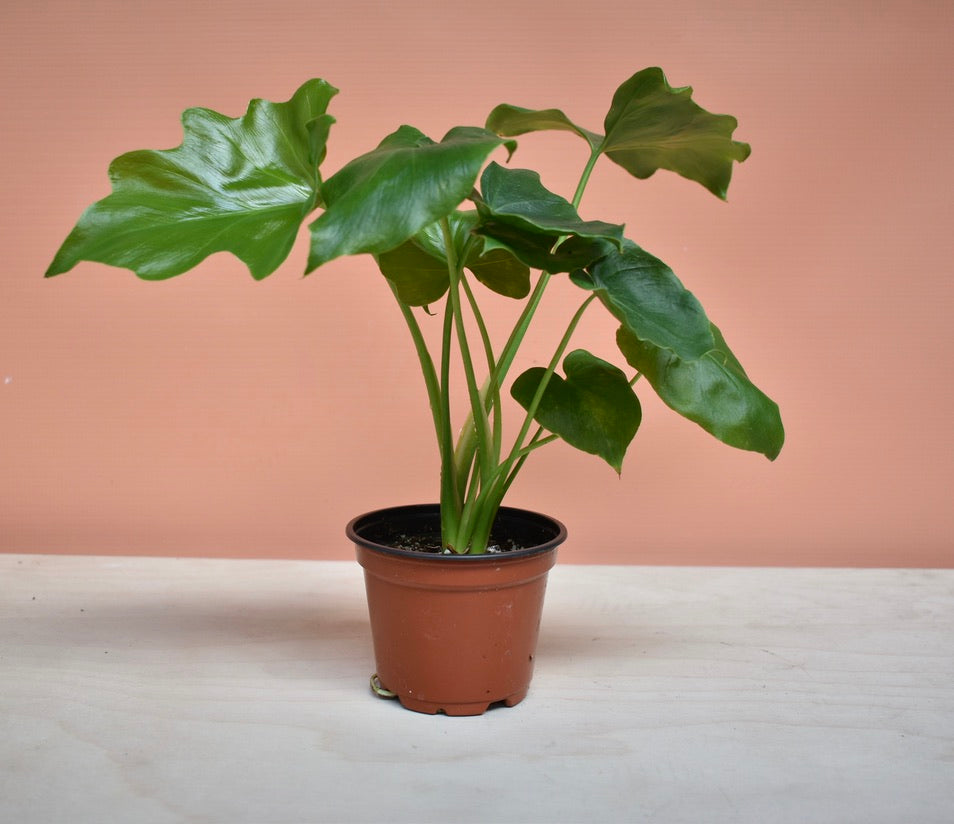 Philodendron Selloum