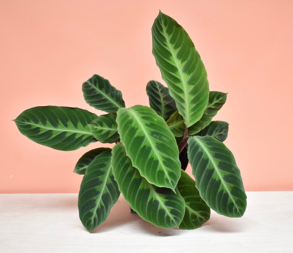 Calathea Warscewiczii