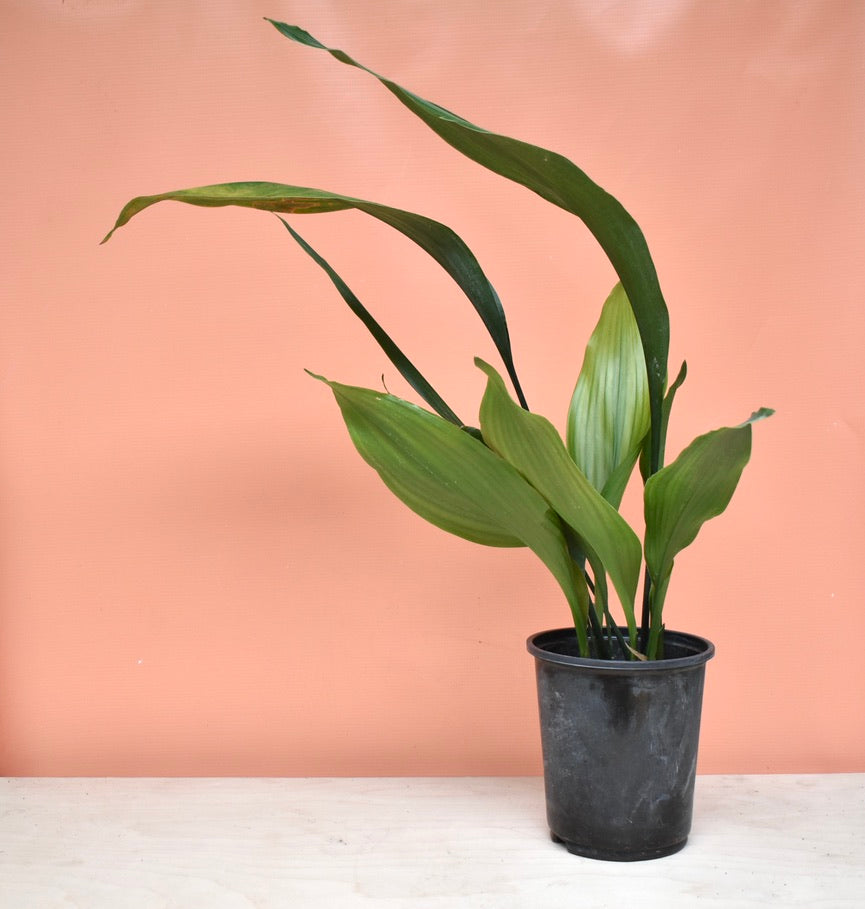 Aspidistra elatior 'Cast iron plant'