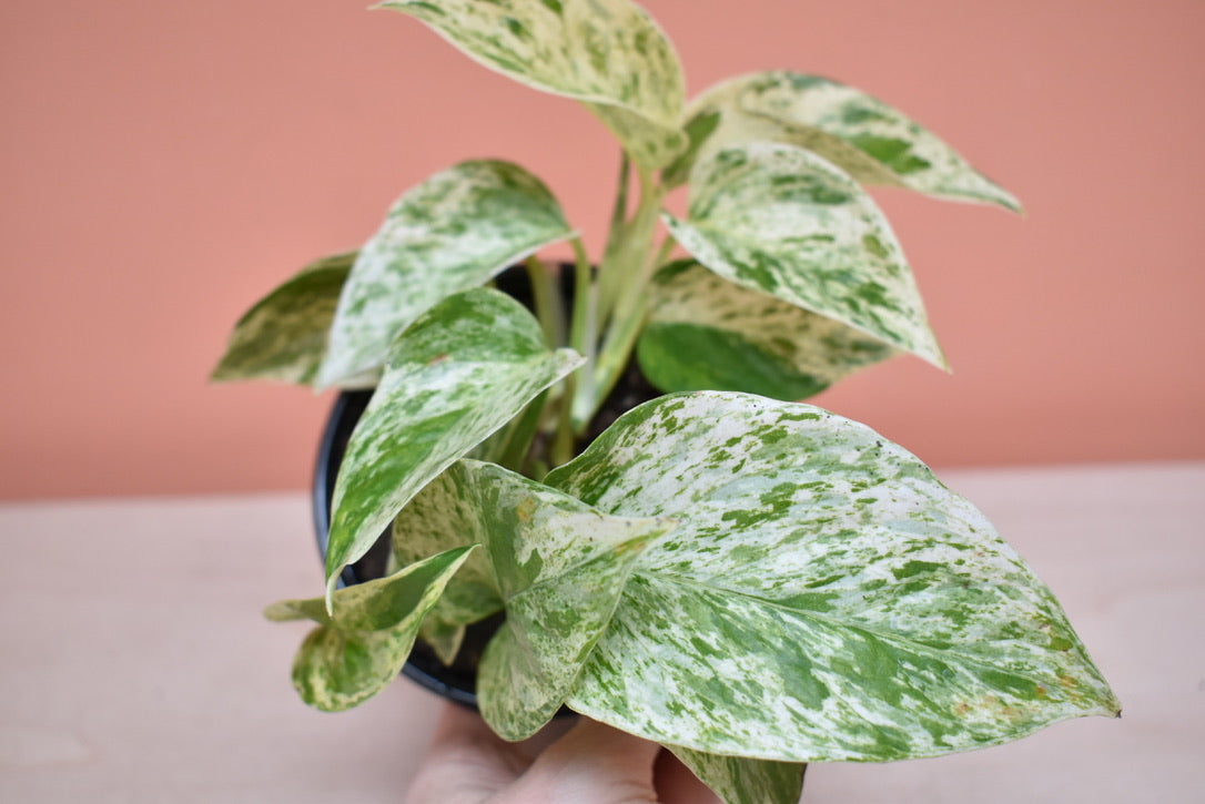 Epipremnum aureum 'Marble Queen'