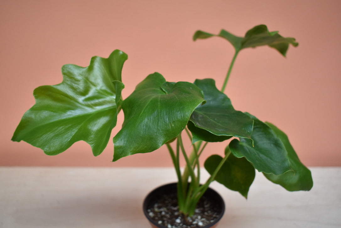 Philodendron Selloum