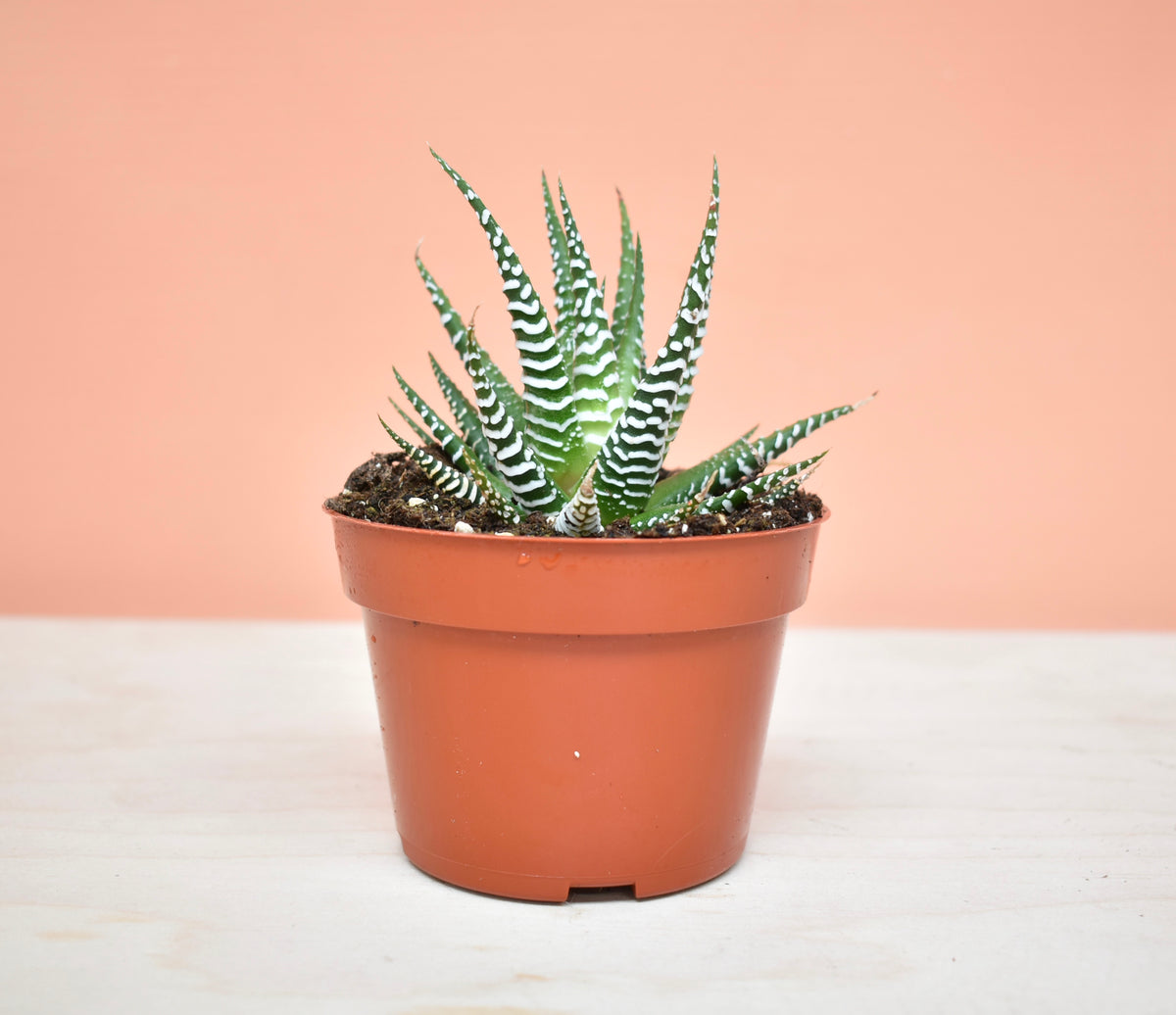 Haworthia Zebra