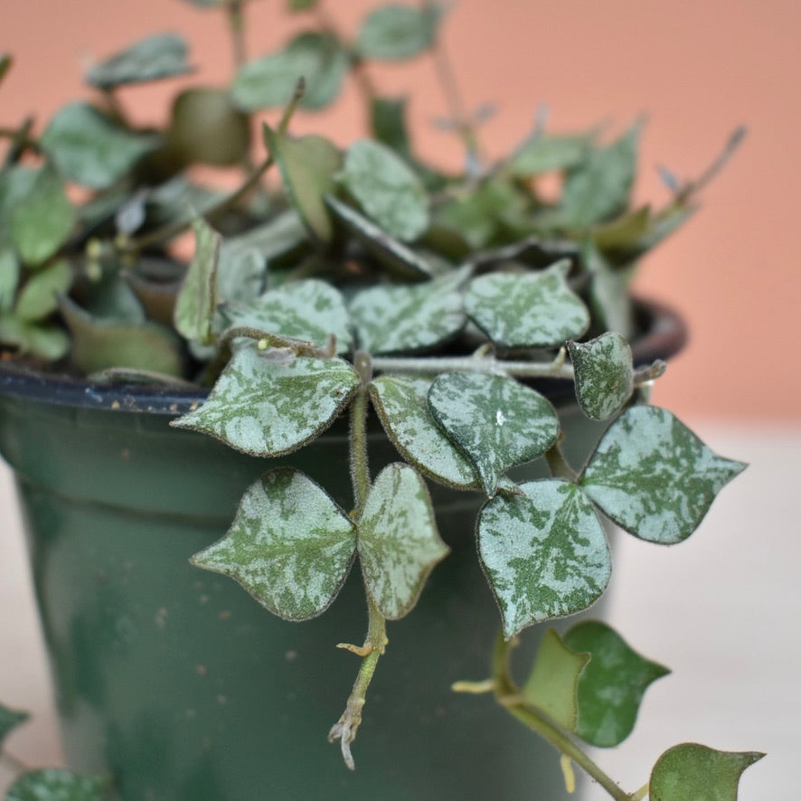 Hoya Curtisii