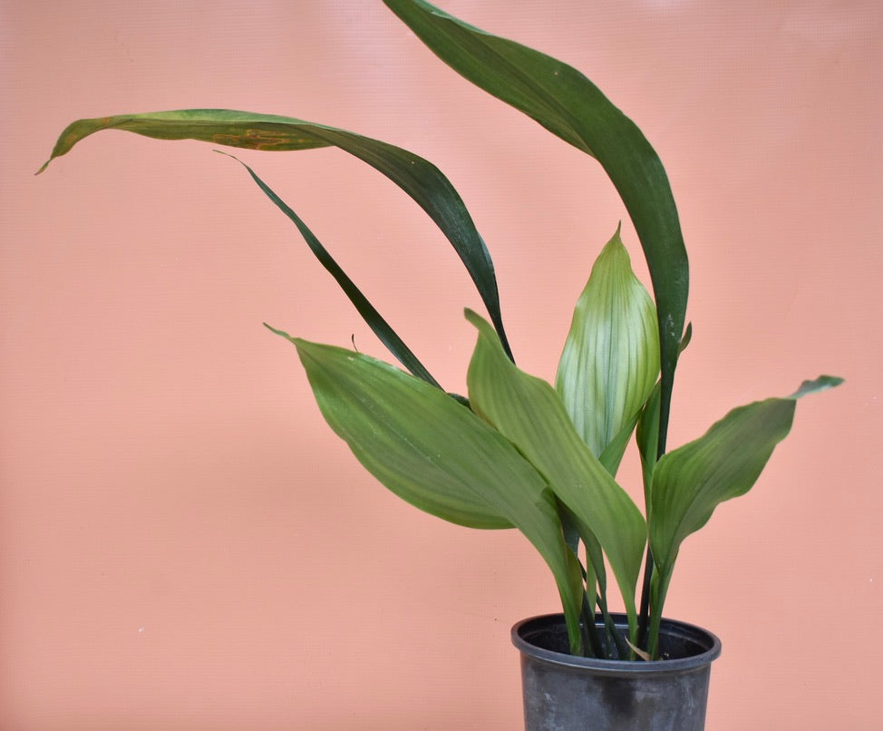 Aspidistra elatior 'Cast iron plant'