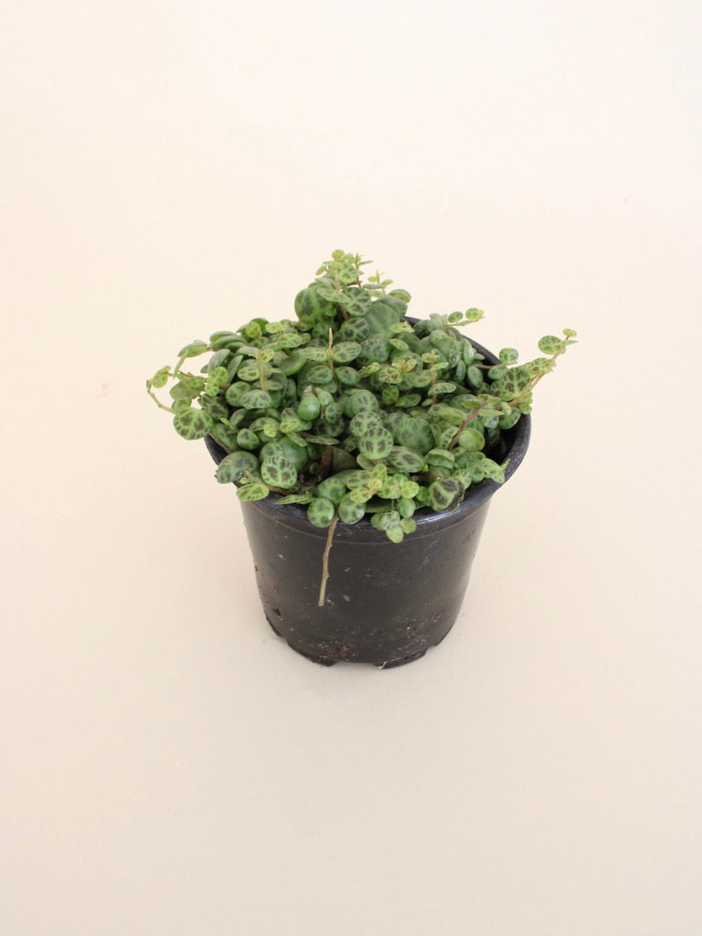 Peperomia prostrata - String of turtles