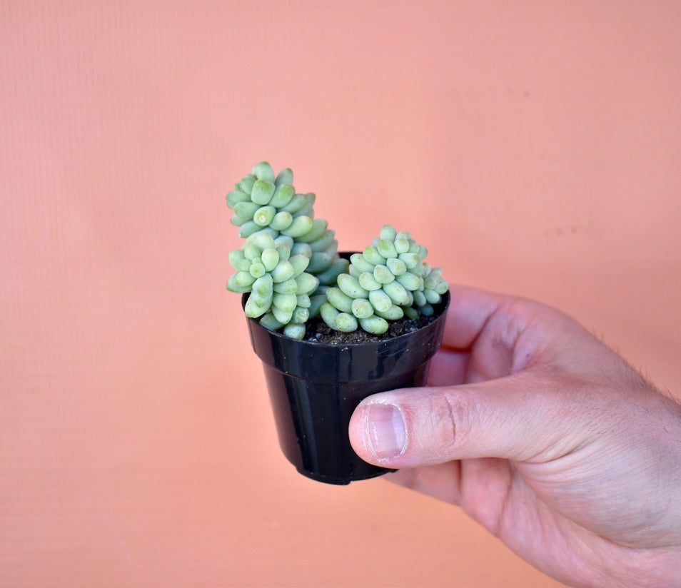 Burro's Tail