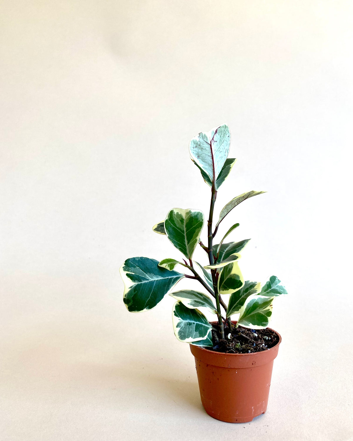 Ficus Triangularis Variegata