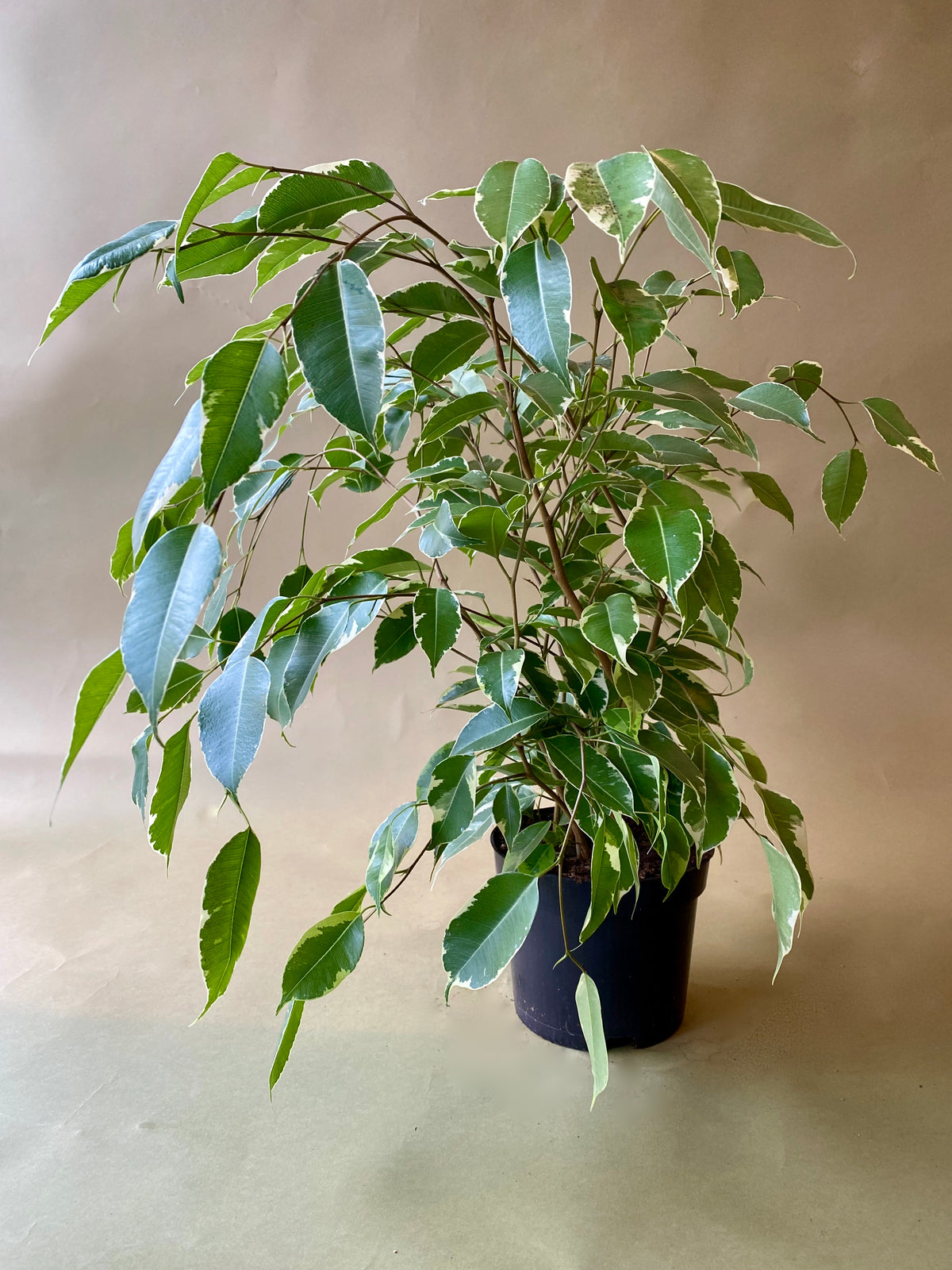 Ficus Benjamina Bush Variegated