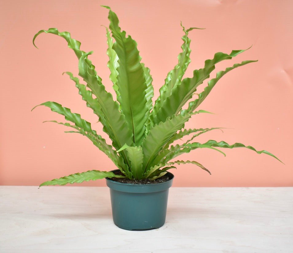 Bird's Nest Fern Victoria