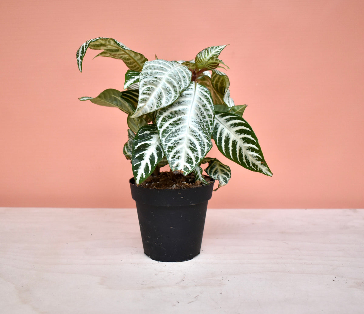 Aphelandra 'Snow White' Zebra Plant