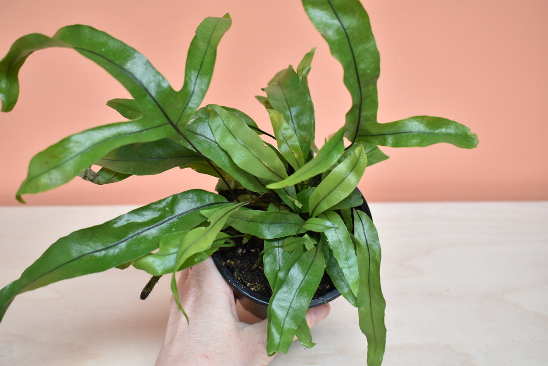 Kangaroo Paw Fern