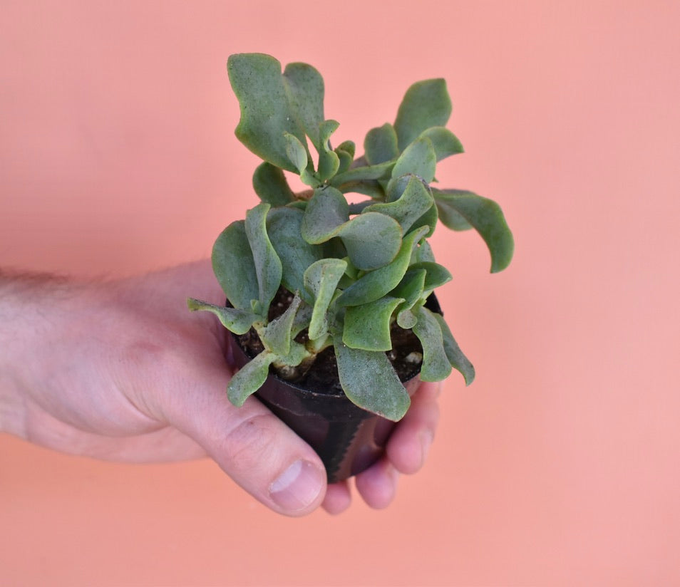 Ripple Jade (Crassula arborescens)