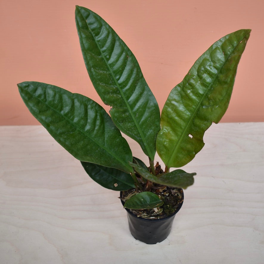 Anthurium Superbum