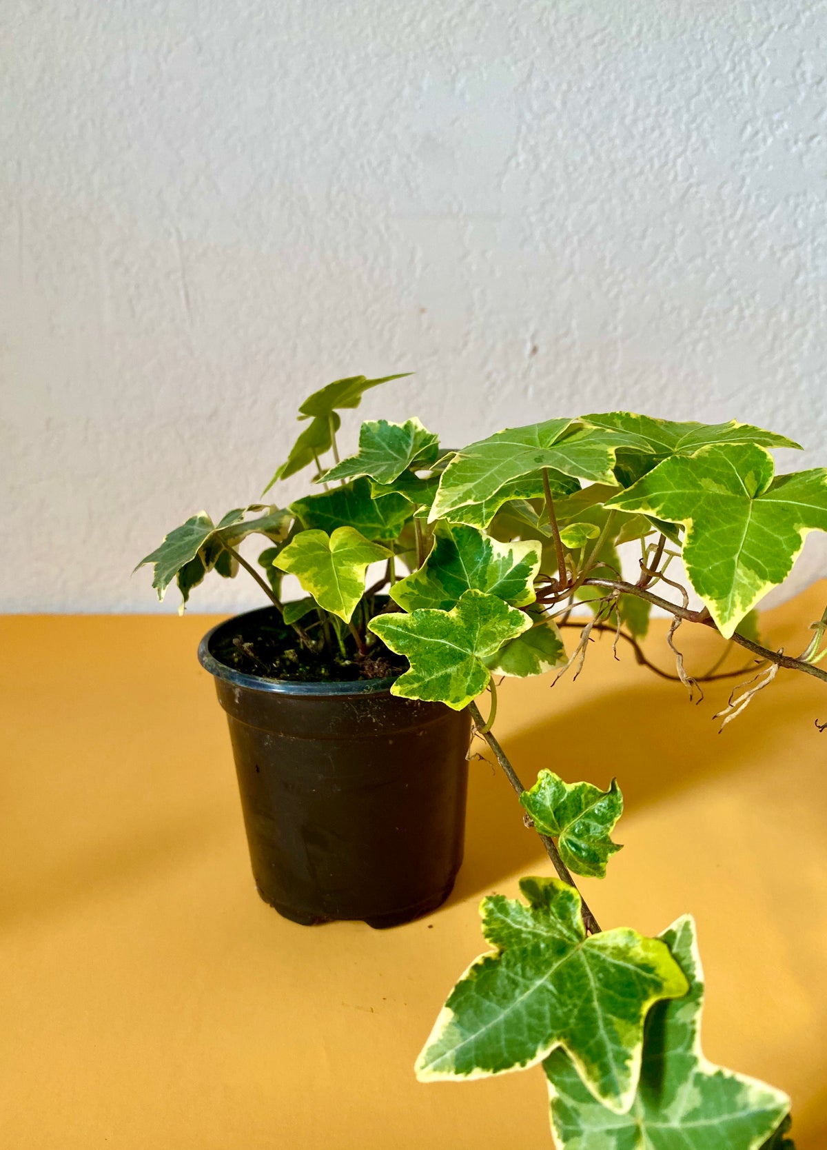 Hedera Helix