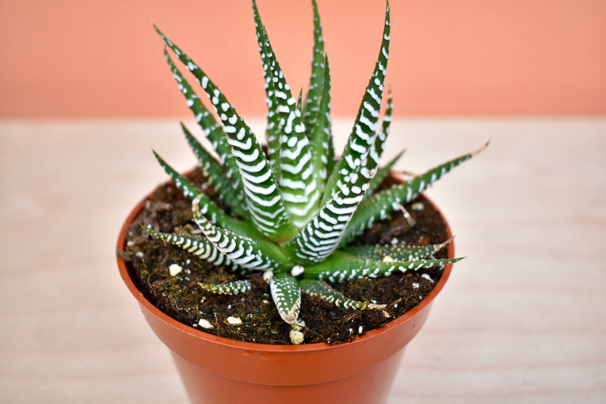 Haworthia Zebra