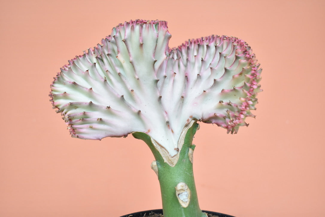 Euphorbia Lactea