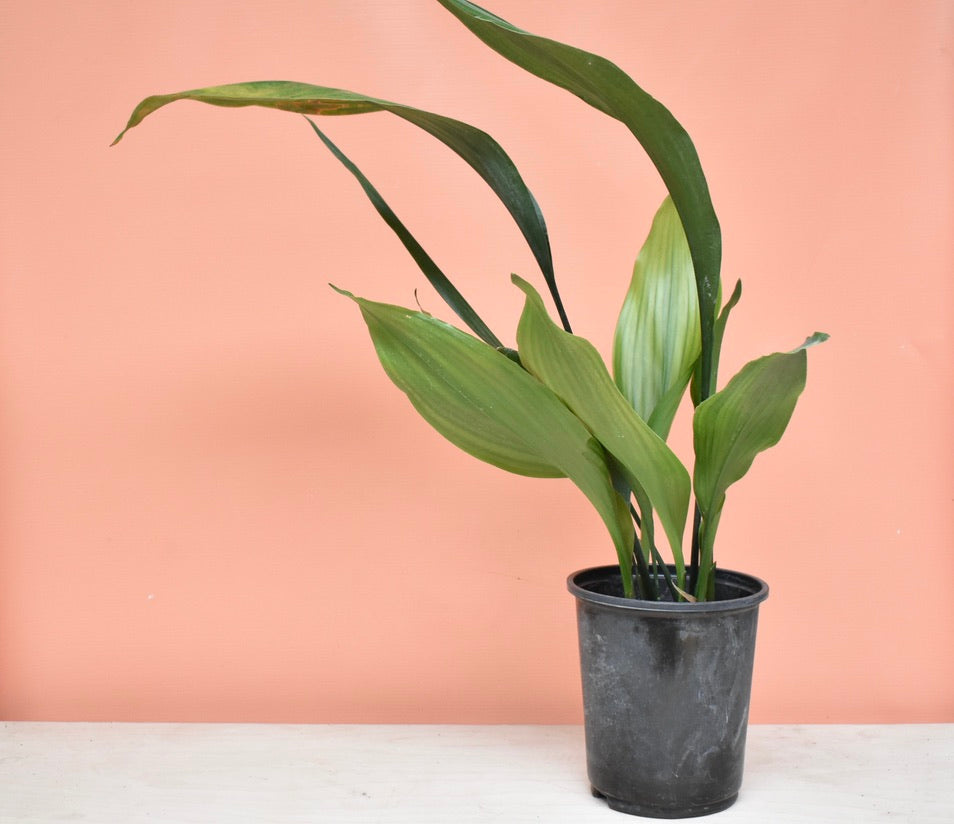 Aspidistra elatior 'Cast iron plant'