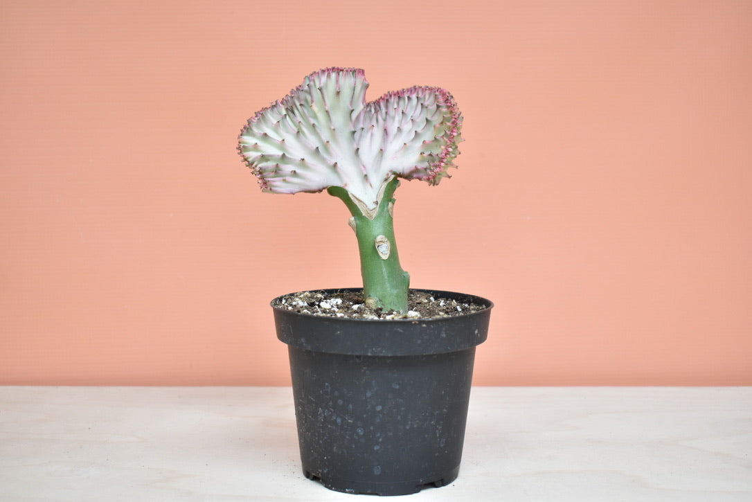 Euphorbia Lactea