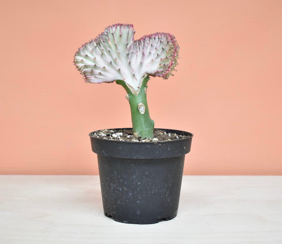 Euphorbia Lactea