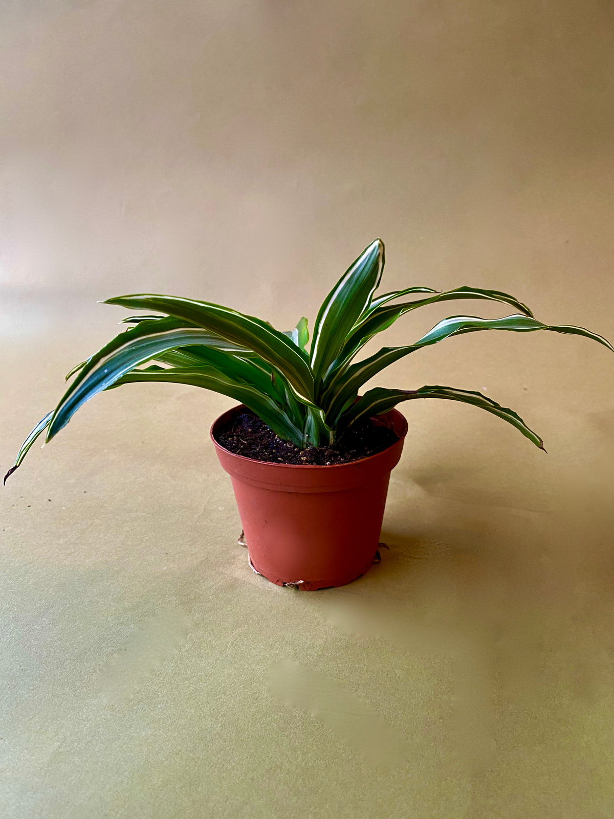 Dracaena 'Kanzi'