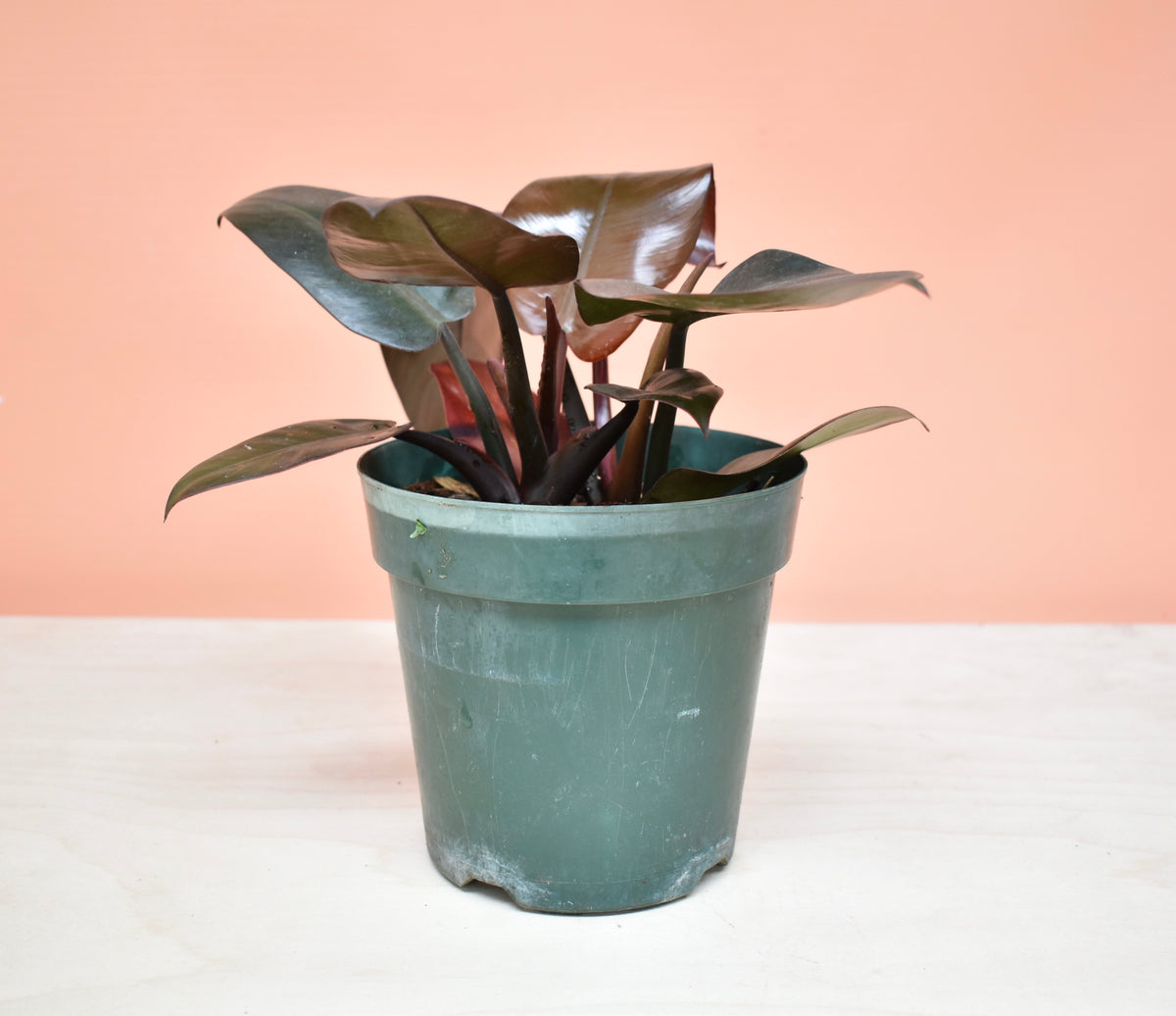 Philodendron Black Cardinal