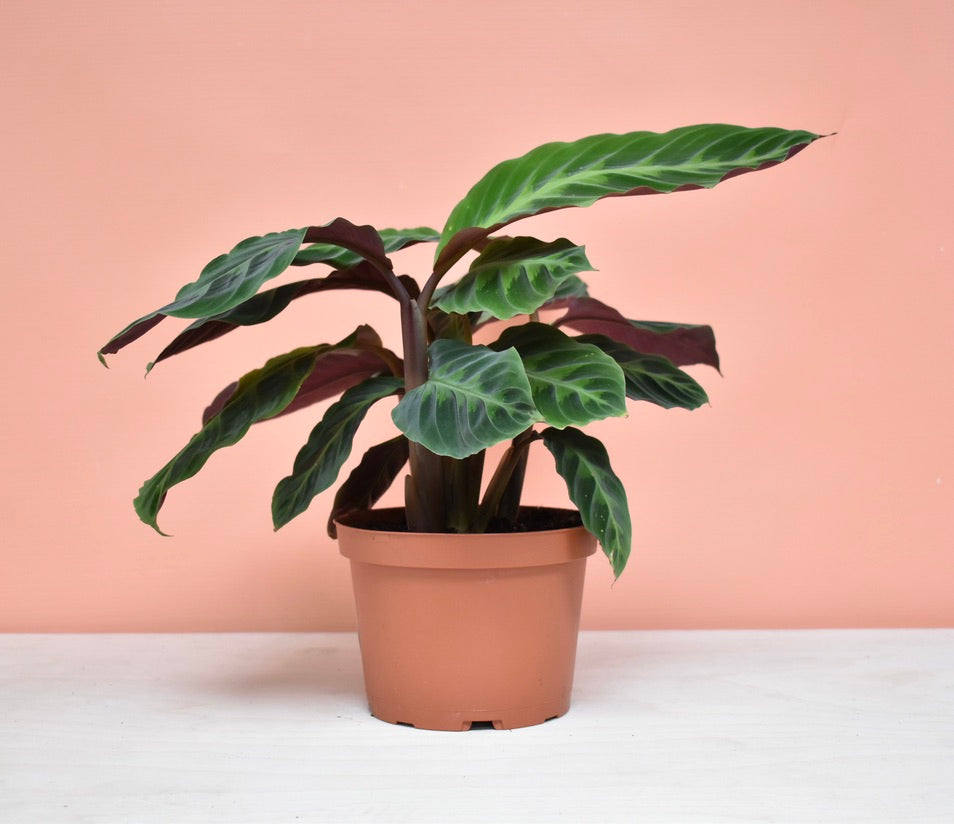 Calathea Warscewiczii