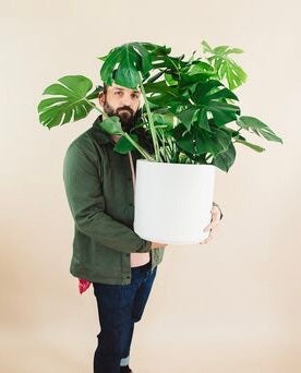 Monstera Deliciosa