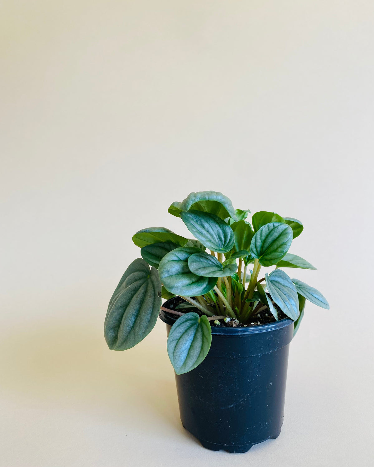 Peperomia Caperata 'Moonlight'