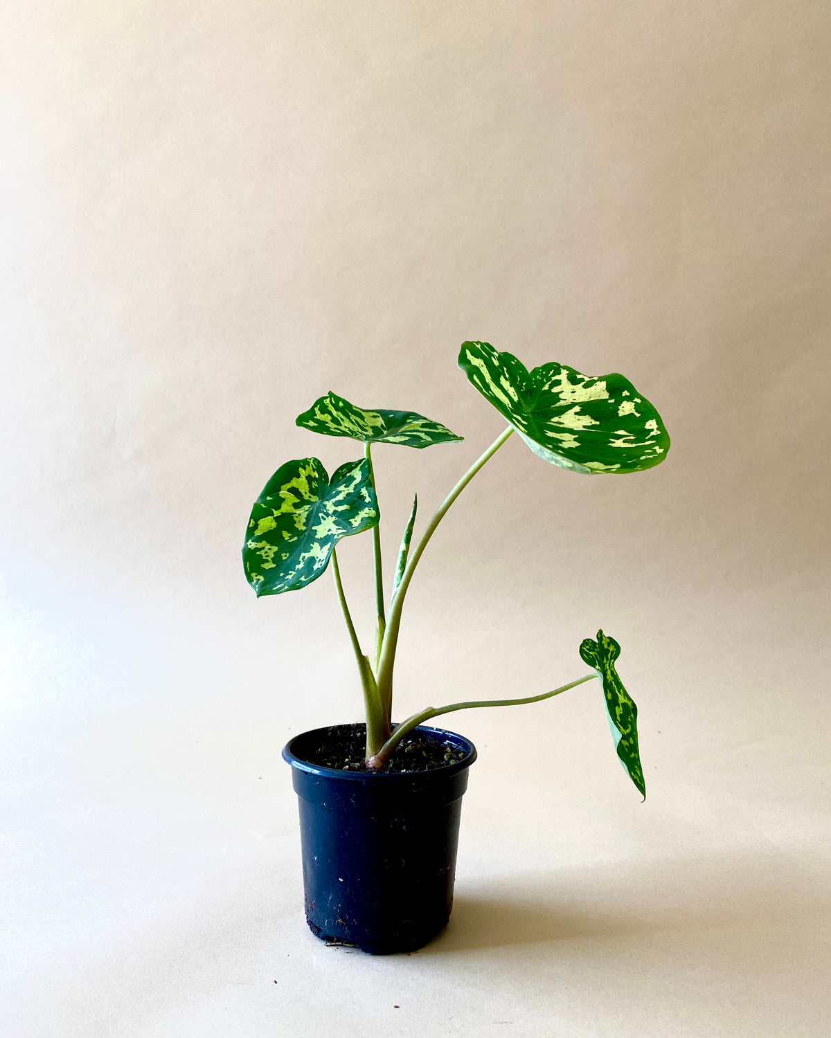 Caladium Praetermissum 'Hilo Beauty"