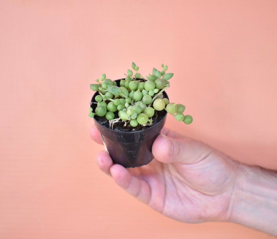 String of Pearls