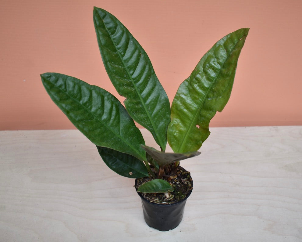 Anthurium Superbum