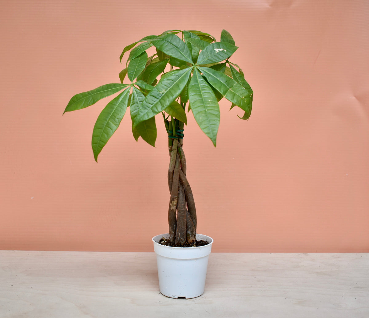 Pachira Money Tree