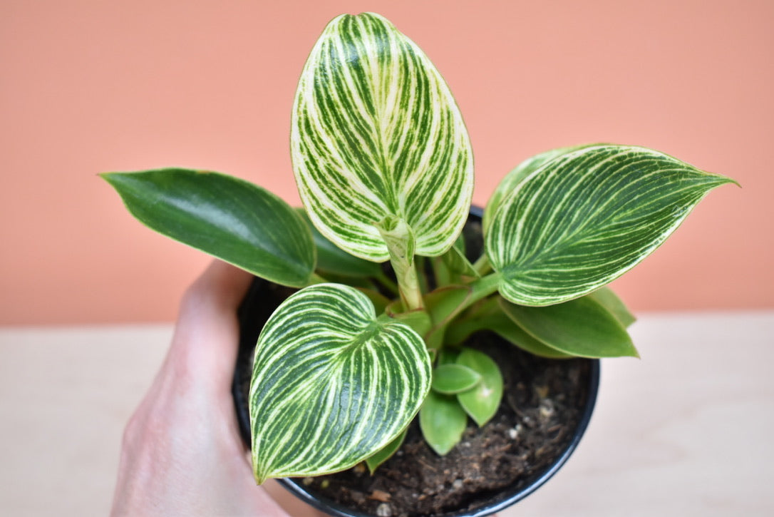 Philodendron Birkin