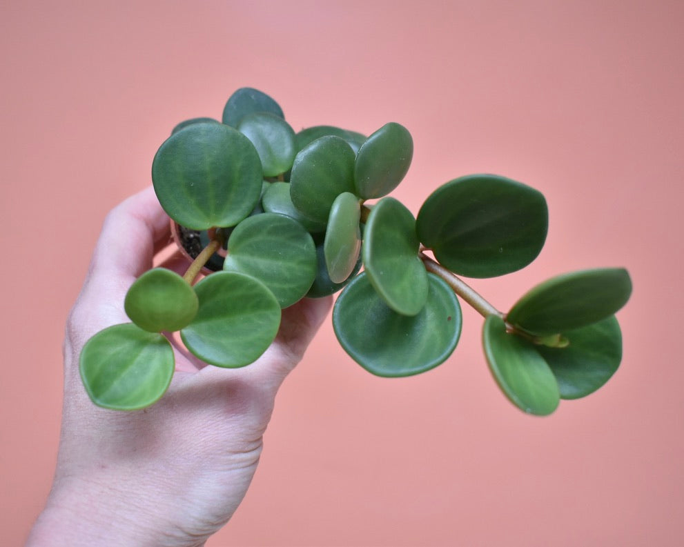 Peperomia Hope