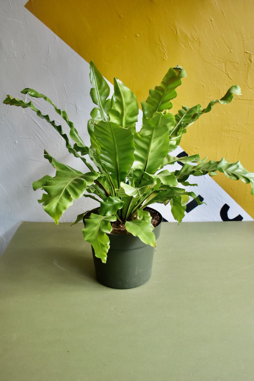 Japanese Bird's Nest Fern