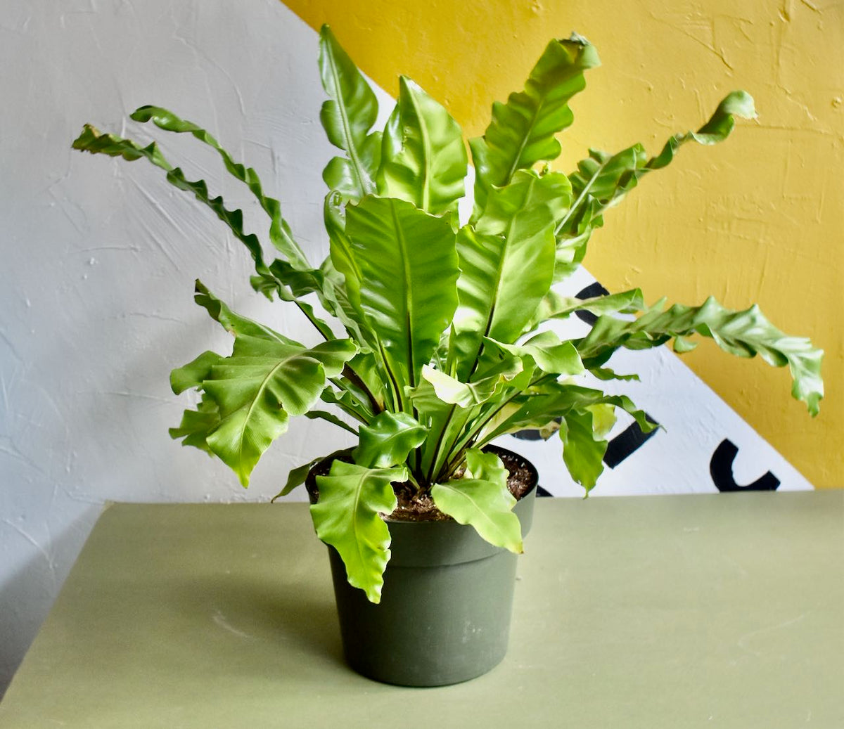 Japanese Bird's Nest Fern