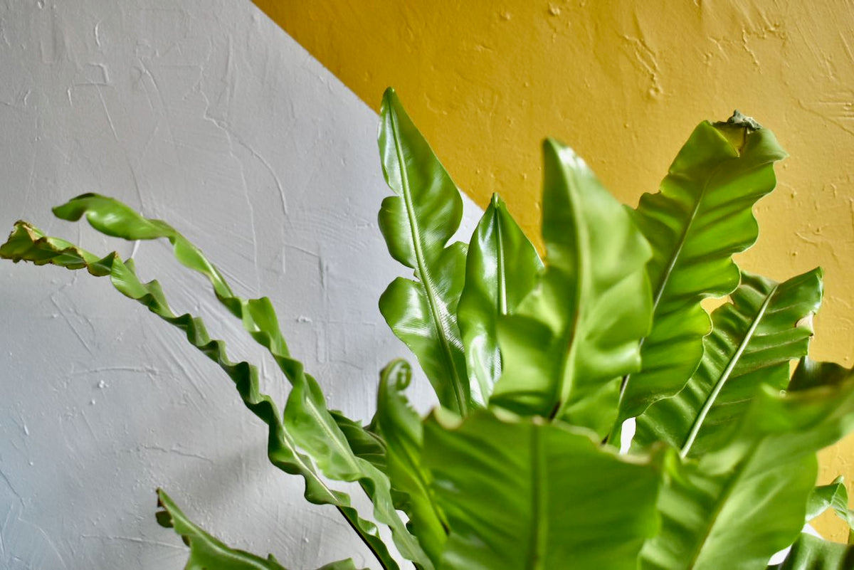 Japanese Bird's Nest Fern