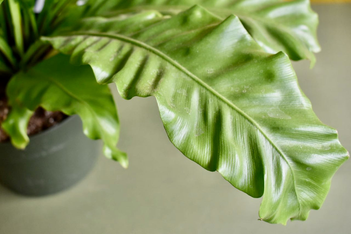 Japanese Bird's Nest Fern