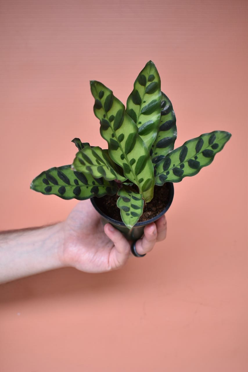 Calathea Lancifolia / Rattlesnake Plant