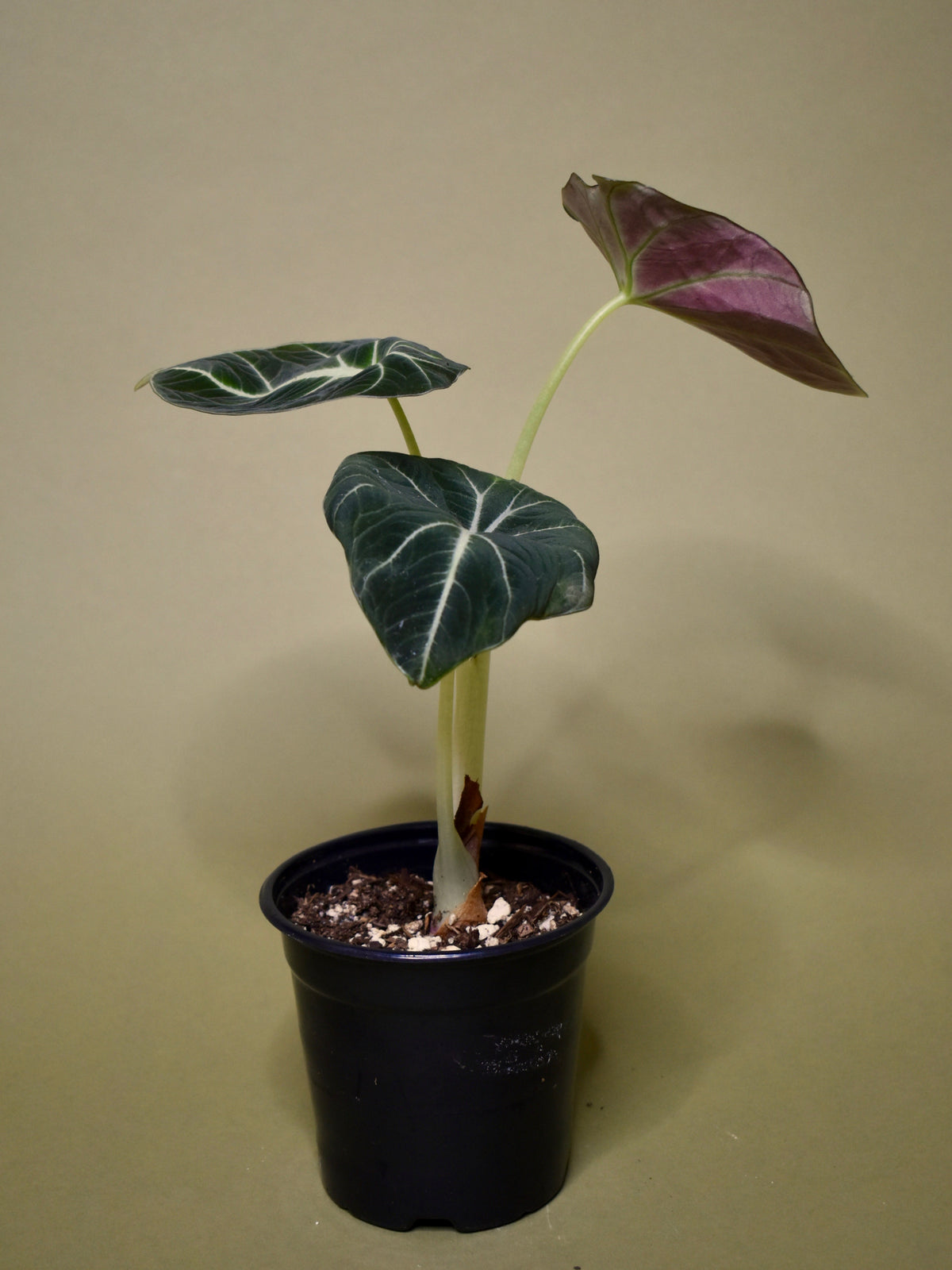 Alocasia Black Velvet