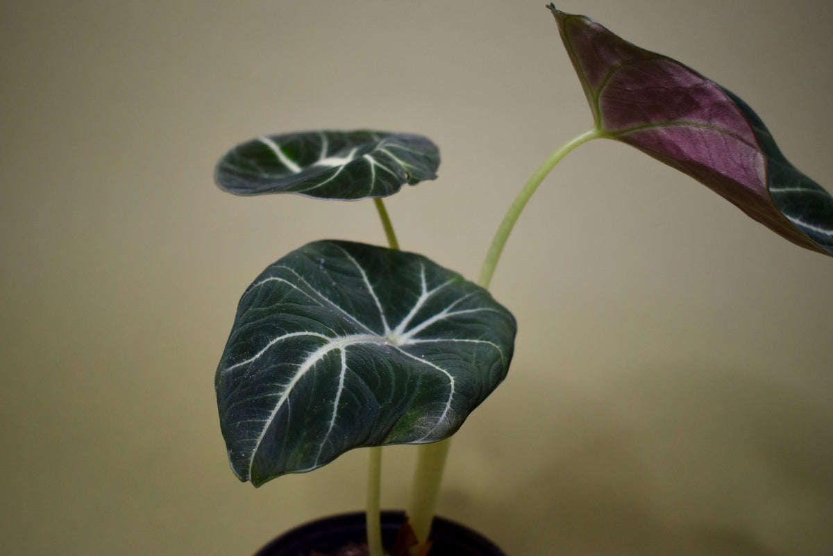 Alocasia Black Velvet