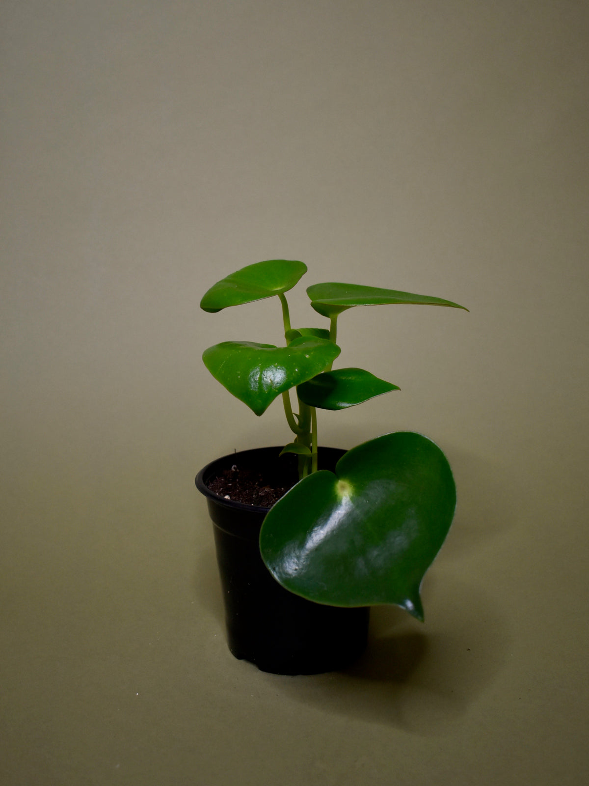 Peperomia polybotrya 'Raindrop'