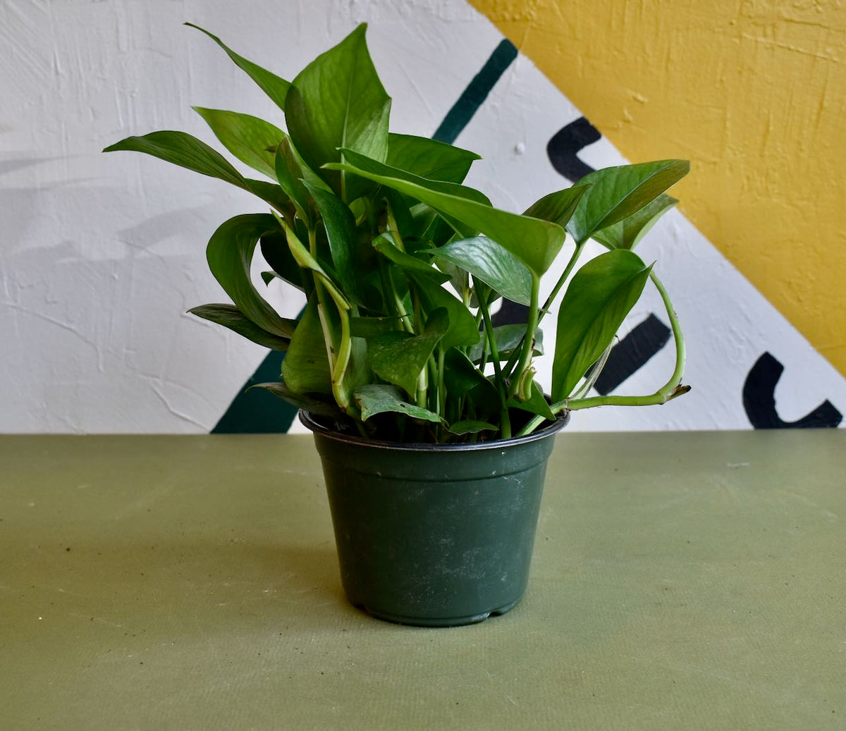 Epipremnum aureum 'Green Queen'