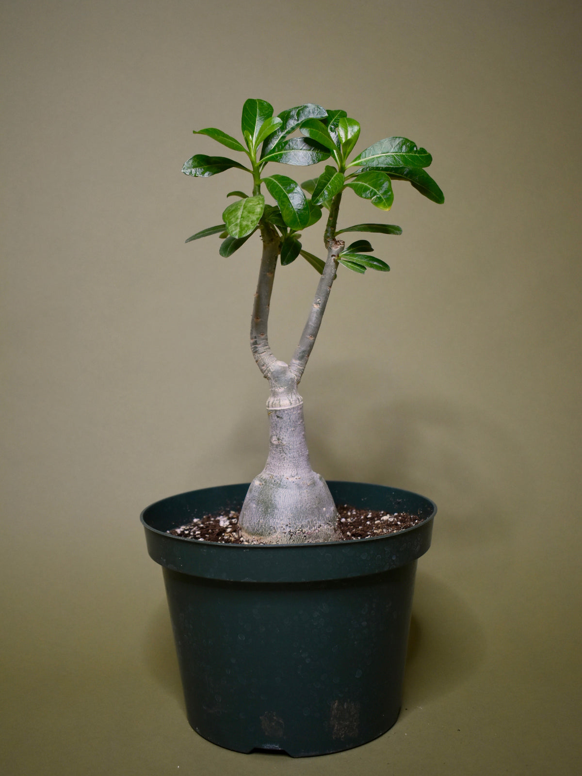 Adenium Desert Rose