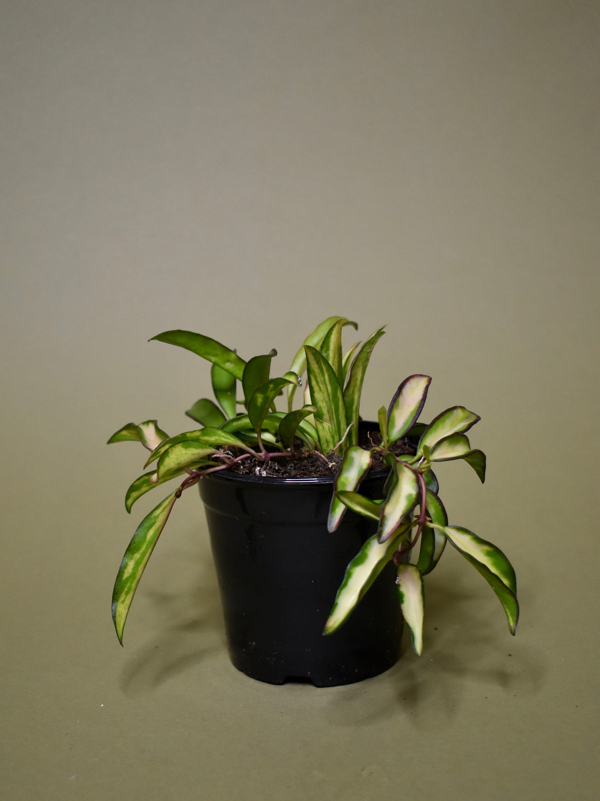 Hoya Wayetii Variegated